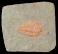 Hamatolenus vincenti Trilobite - Tinjdad, Morocco #63105-2